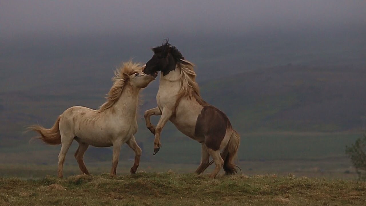 Icelandic_Horses_Fighting.jpg